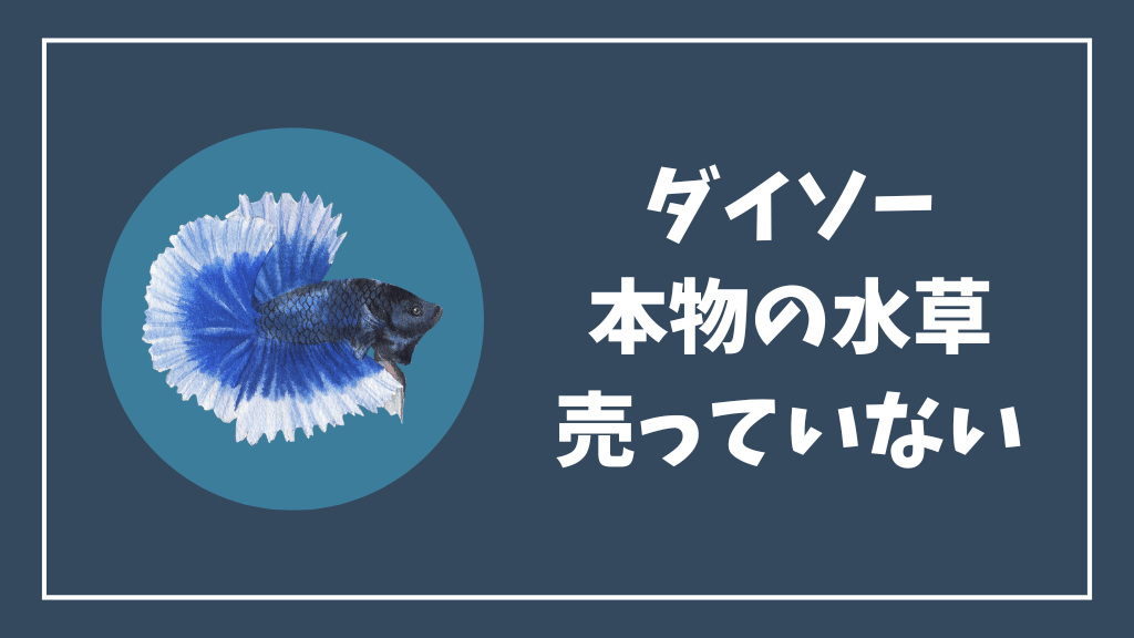 ダイソーで本物の水草は売っていない