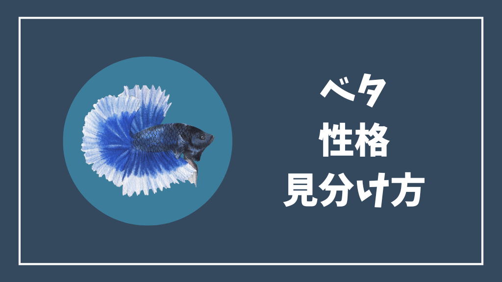 ベタの性格の見分け方