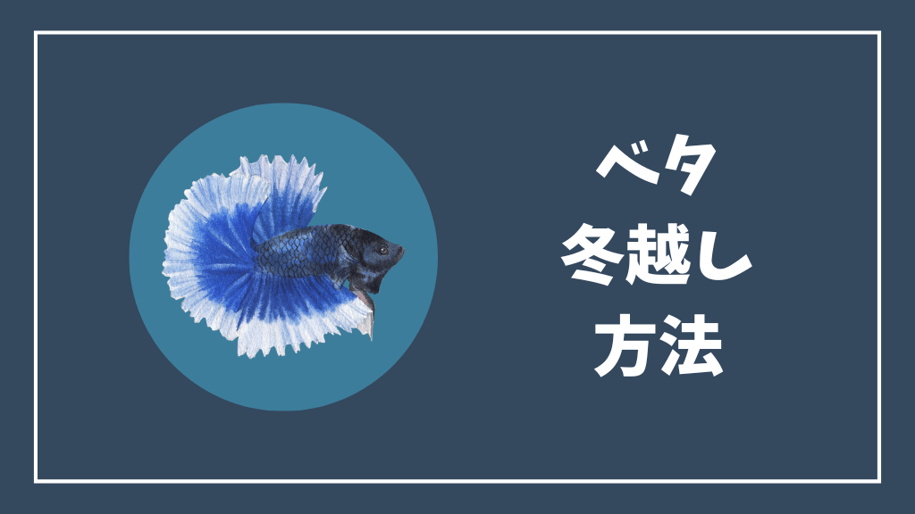 ベタの冬越しの方法