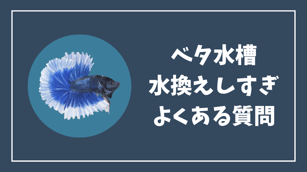 ベタ水槽の水換えしすぎのよくある質問