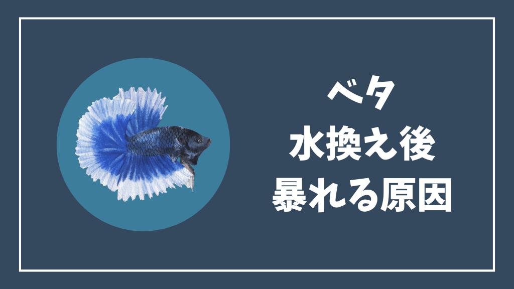 ベタが水換え後に暴れる原因
