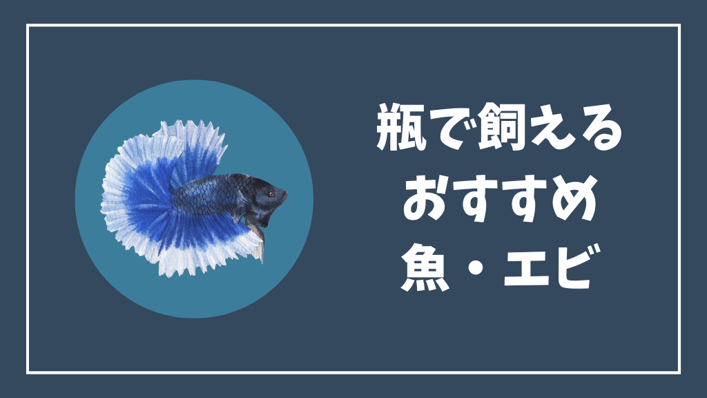 瓶で飼えるおすすめの魚とエビ