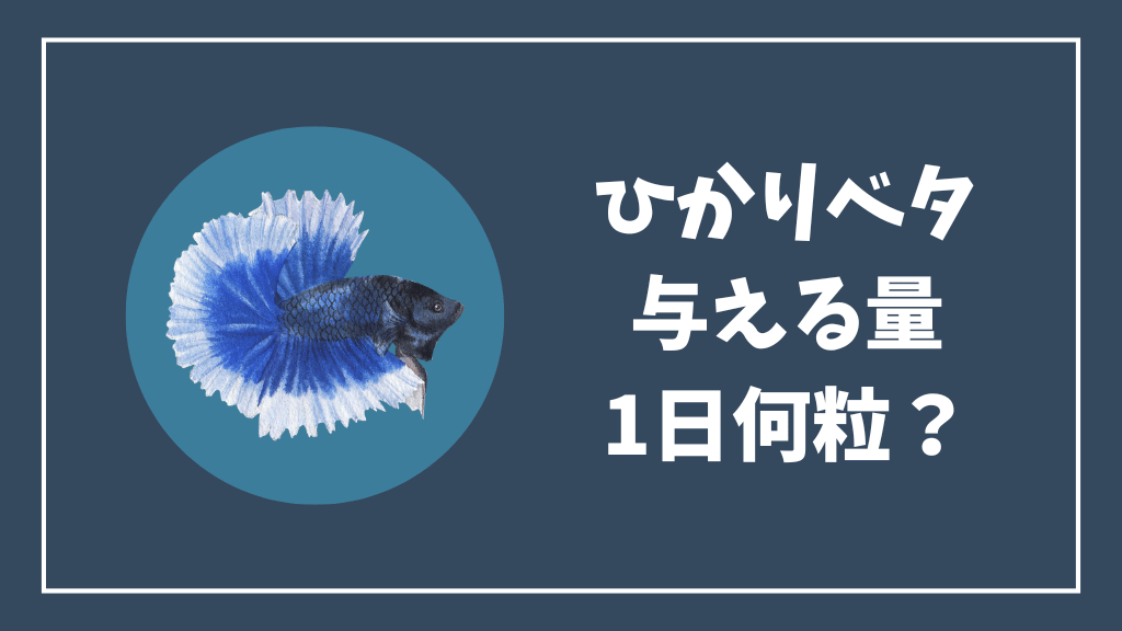 ひかりベタを与える量は1日何粒？