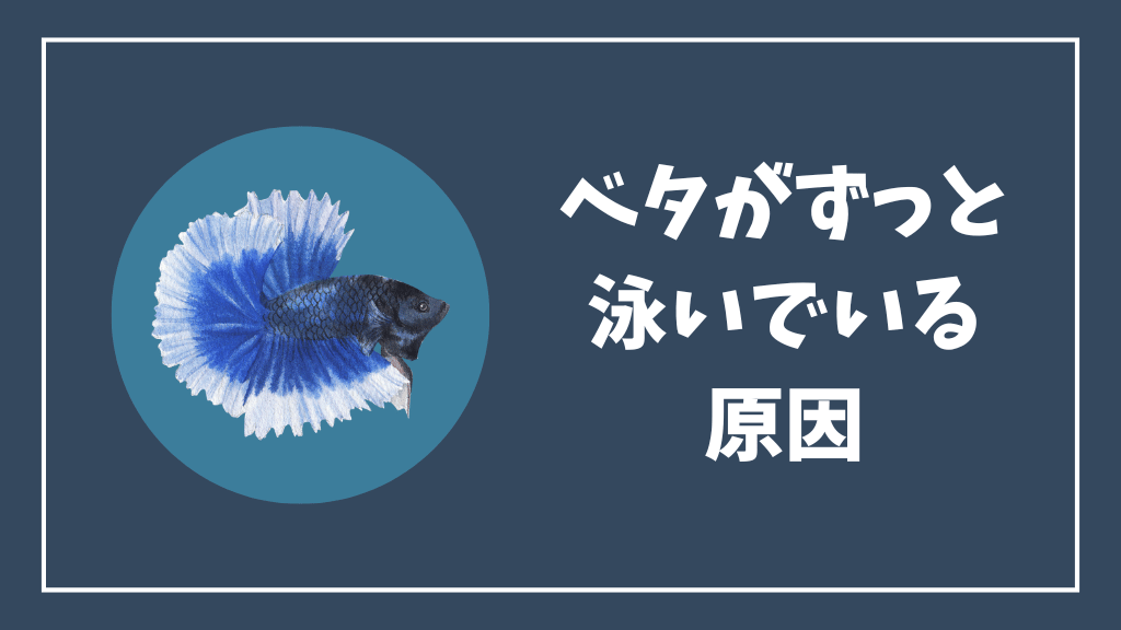 ベタがずっと泳いでいる原因