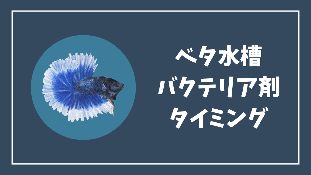 ベタ水槽にバクテリア剤を入れるタイミング