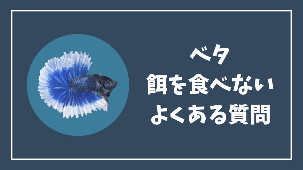 ベタが餌を食べないけど元気な時のよくある質問
