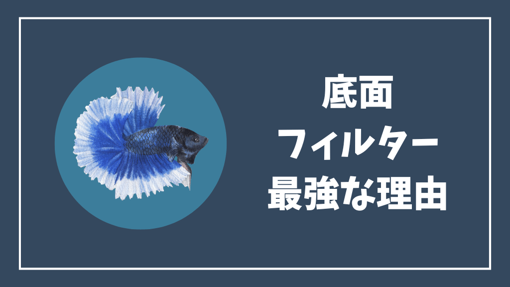 ベタ水槽に底面フィルターが最強な理由