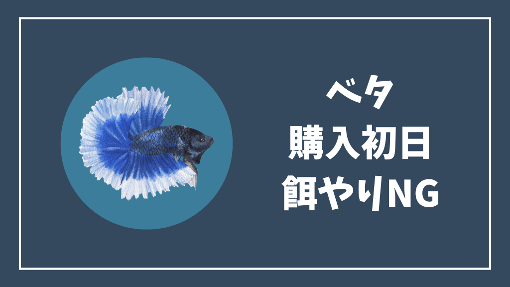 ベタの購入初日に餌を与えてはいけない理由