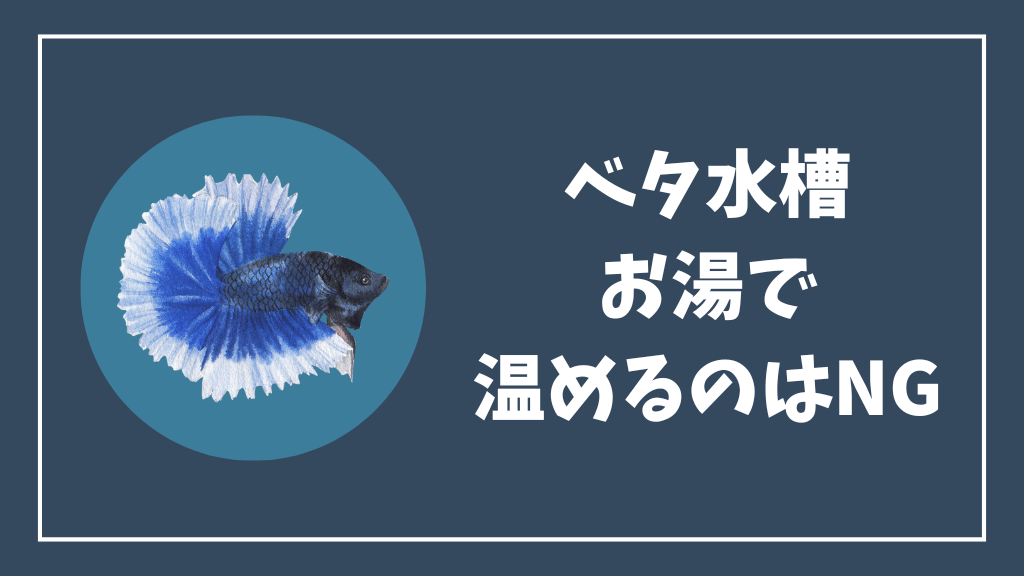 ベタ水槽をお湯で温めてはいけない理由