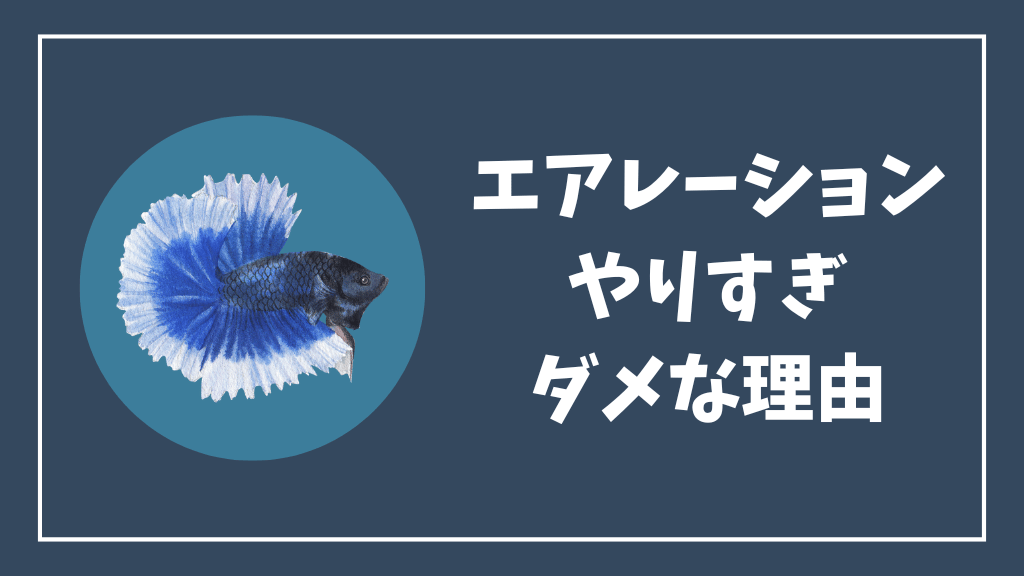 ベタ水槽でエアレーションをやりすぎてはいけない理由