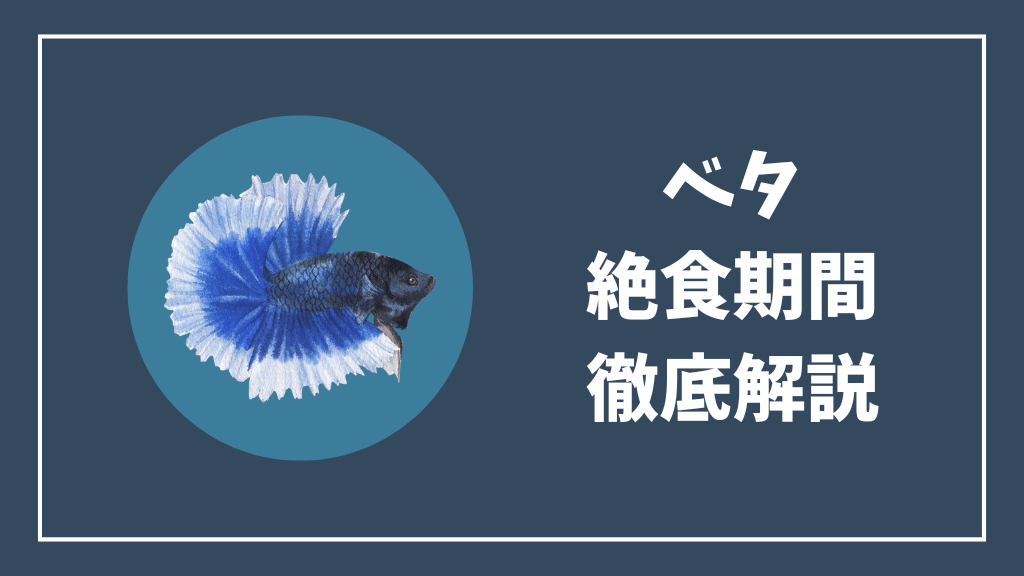 ベタの絶食期間