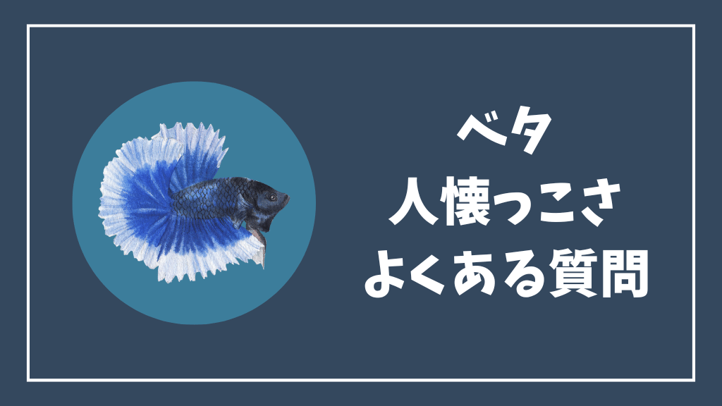 ベタの人懐っこさのよくある質問