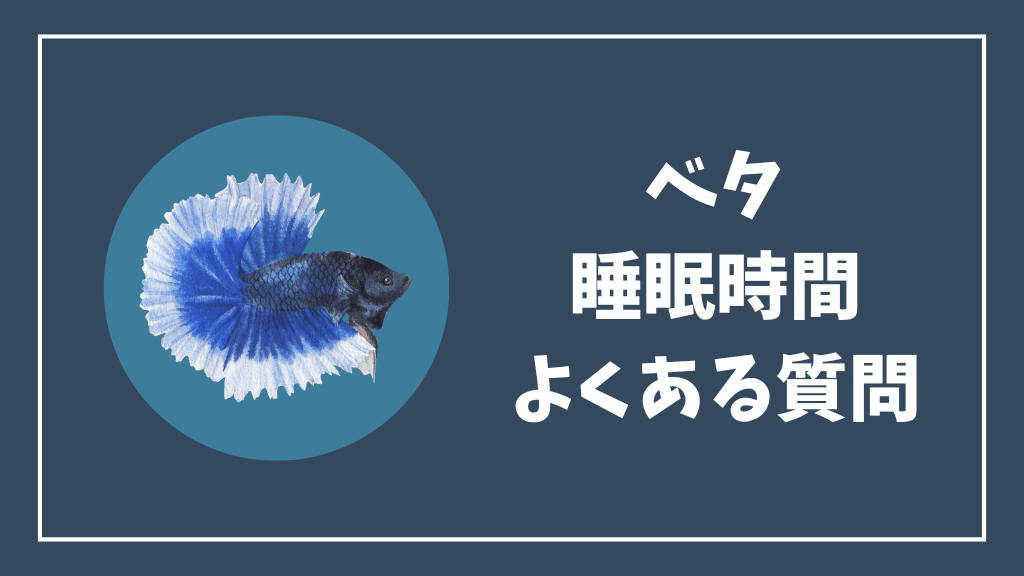 ベタの睡眠時間のよくある質問