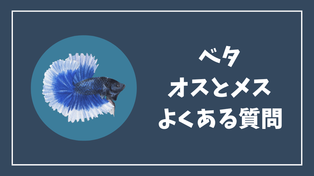 ベタのオスとメスの違いのよくある質問