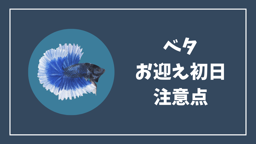 ベタのお迎え初日の注意点