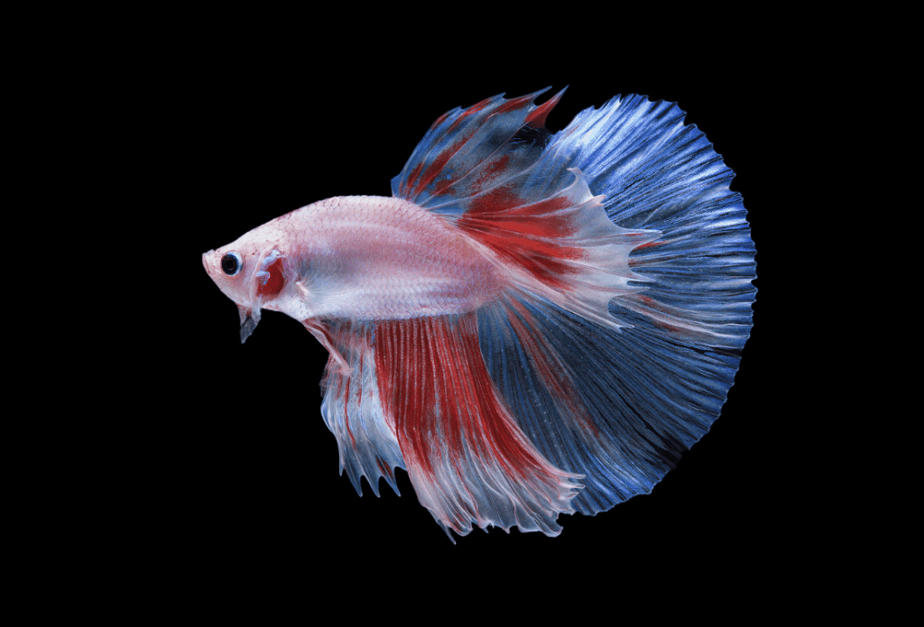 ハーフムーン18