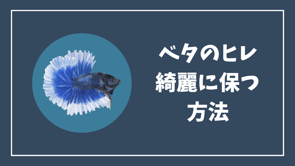 ベタのヒレを綺麗に保つ方法