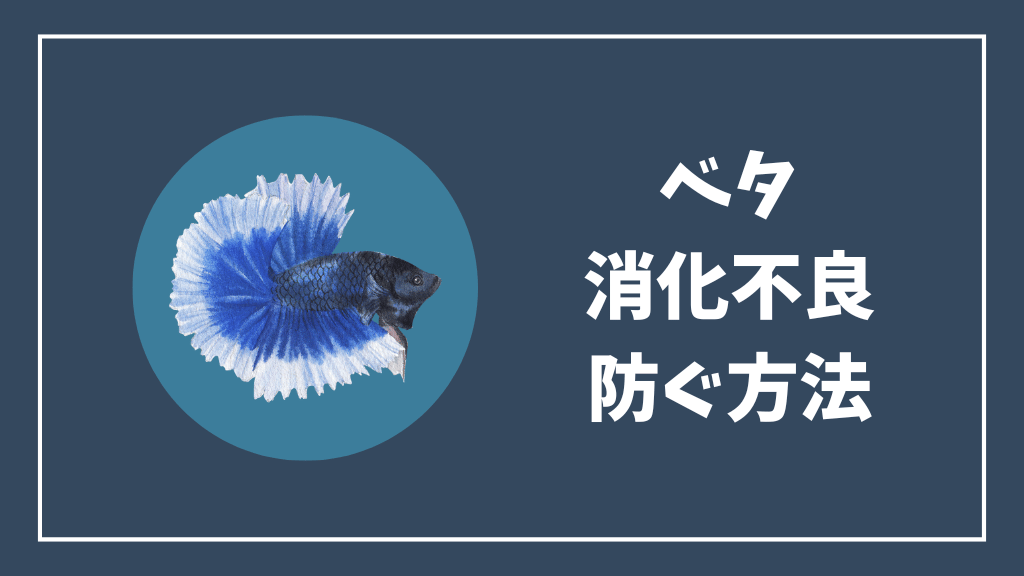 ベタの消化不良を防ぐ方法