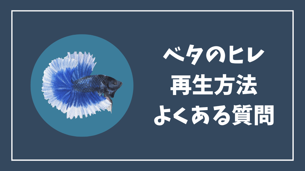 ベタのヒレの再生方法のよくある質問