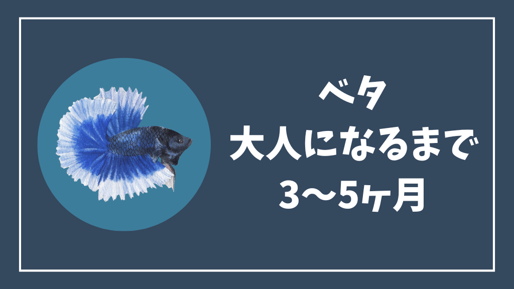ベタが大人になるまでの期間は3~5ヶ月