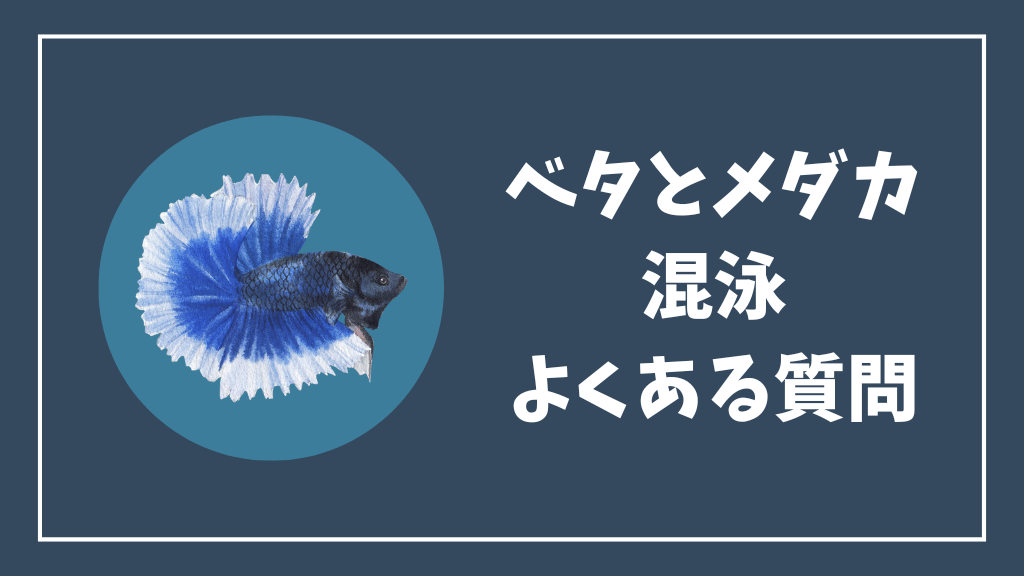 ベタとメダカの混泳のよくある質問