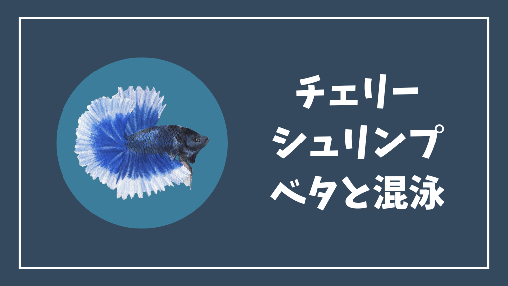 ベタとチェリーシュリンプの混泳