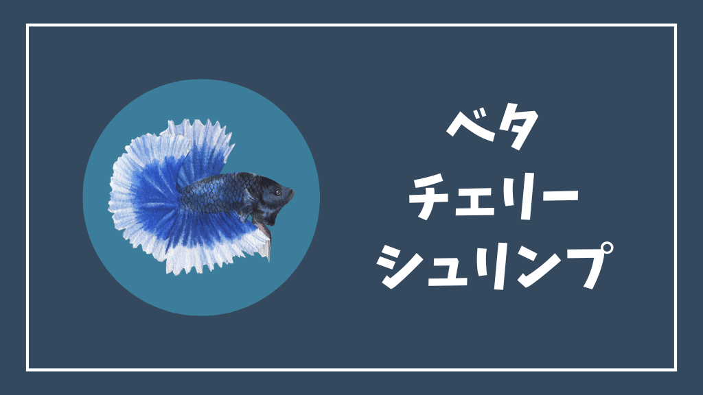 ベタとチェリーシュリンプの混泳
