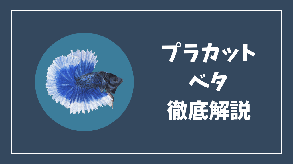 プラカットベタの解説