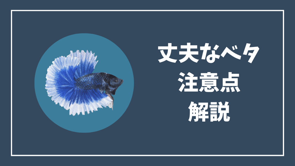 丈夫なベタの注意点