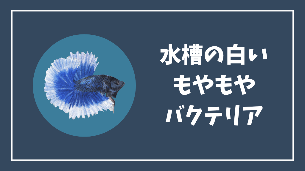 水槽の白いもやもやの原因はバクテリア