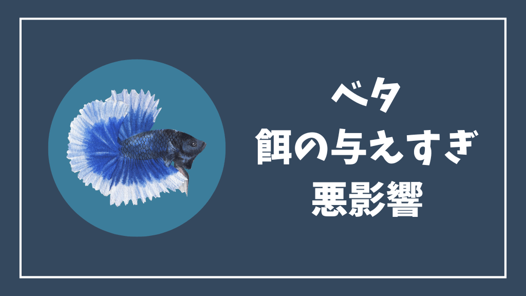 ベタの餌の与えすぎの悪影響