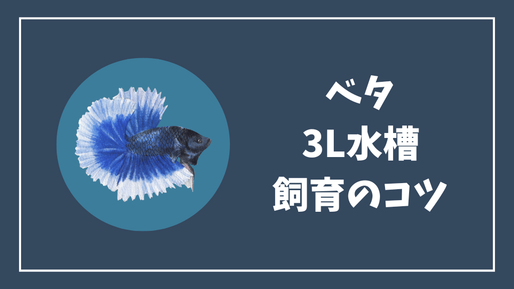ベタを3リットル水槽で飼育するコツ