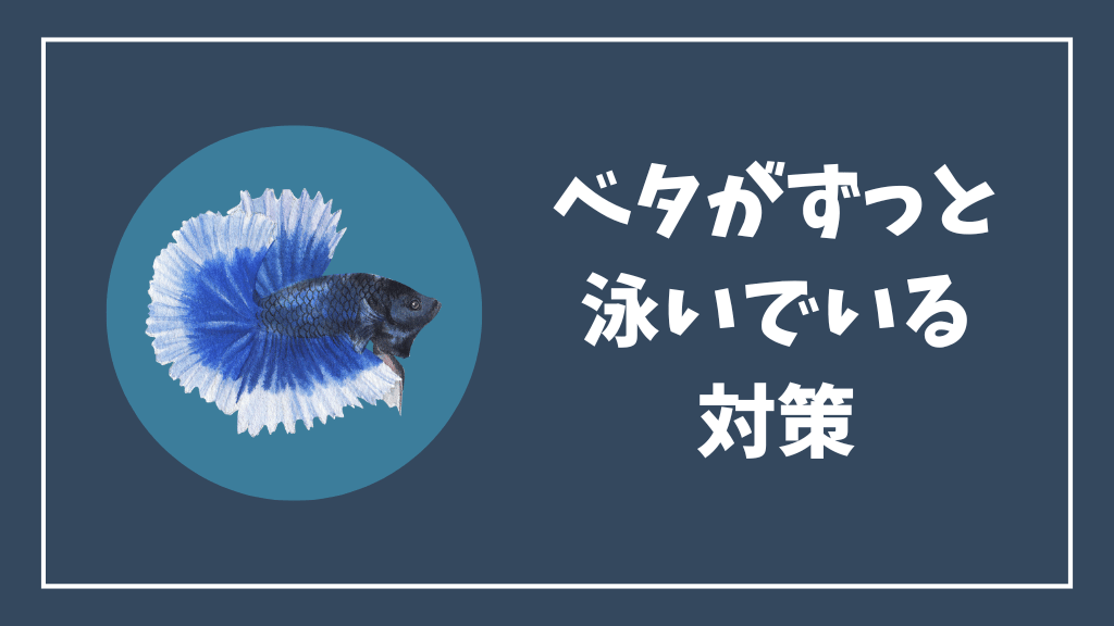 ベタがずっと泳いでいる時の対策