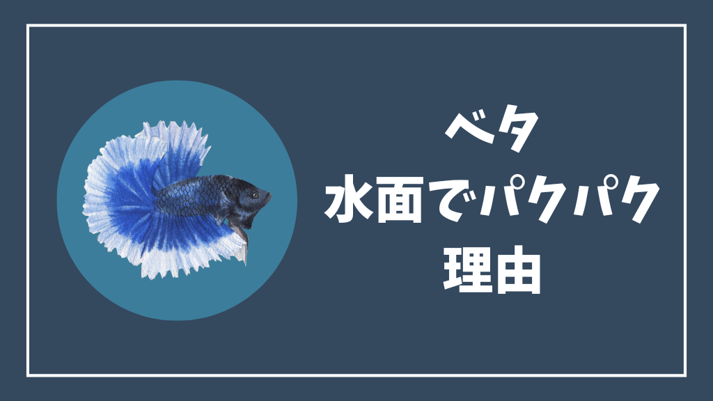 ベタが水面でパクパクする理由