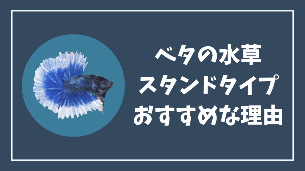 ベタの水草スタンドタイプがおすすめな理由