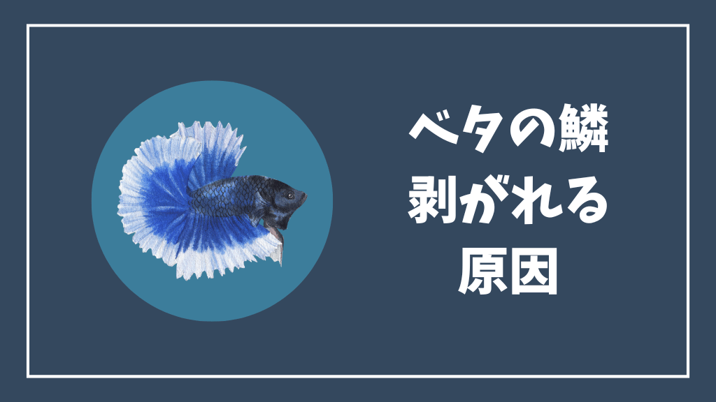 ベタの鱗が剝がれる原因