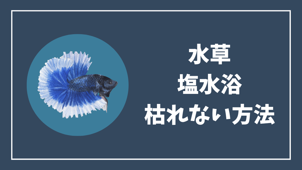 水草を枯らさずに塩水浴する方法