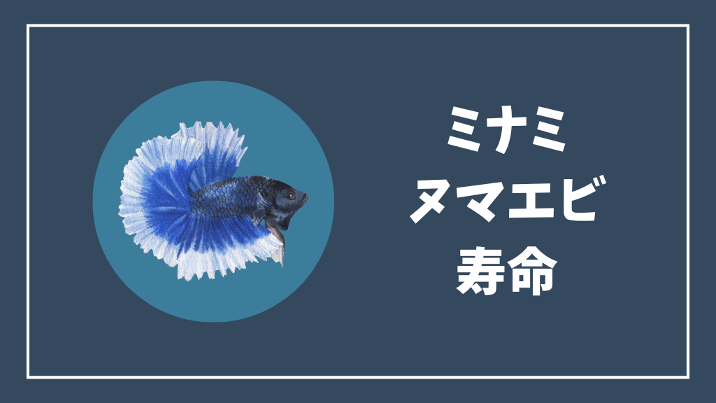 ミナミヌマエビの寿命