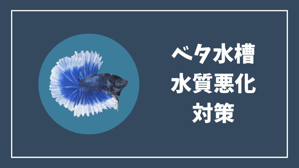 ベタ水槽の水質悪化の対策