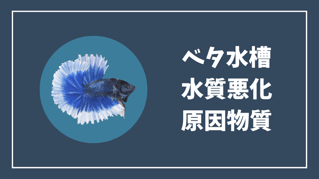 ベタ水槽の水質悪化の原因物質