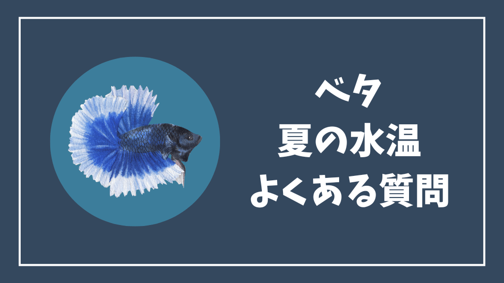 ベタの夏の水温のよくある質問