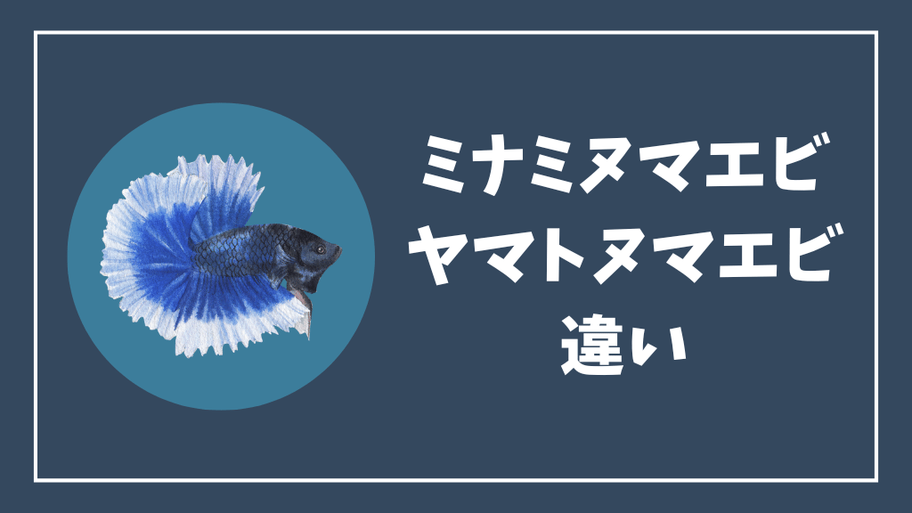 ミナミヌマエビとヤマトヌマエビの違い