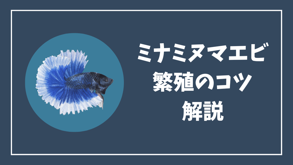 ミナミヌマエビの繫殖のコツ