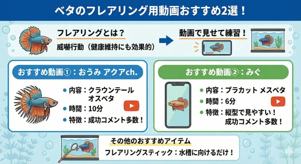 ベタのフレアリング動画