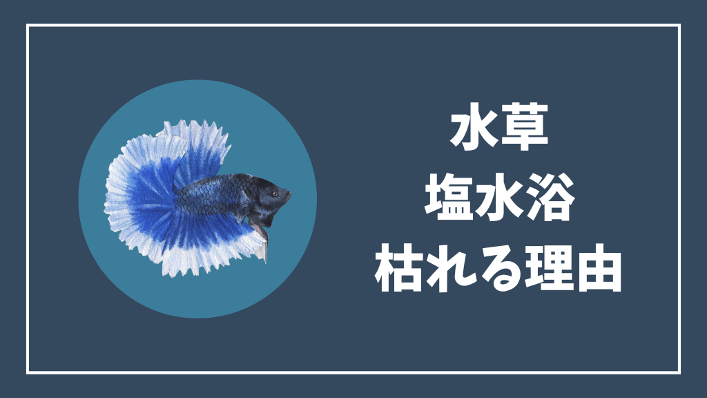 水草が塩水浴で枯れる理由