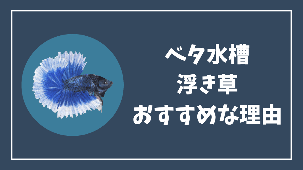 ベタ水槽に浮き草がおすすめな理由
