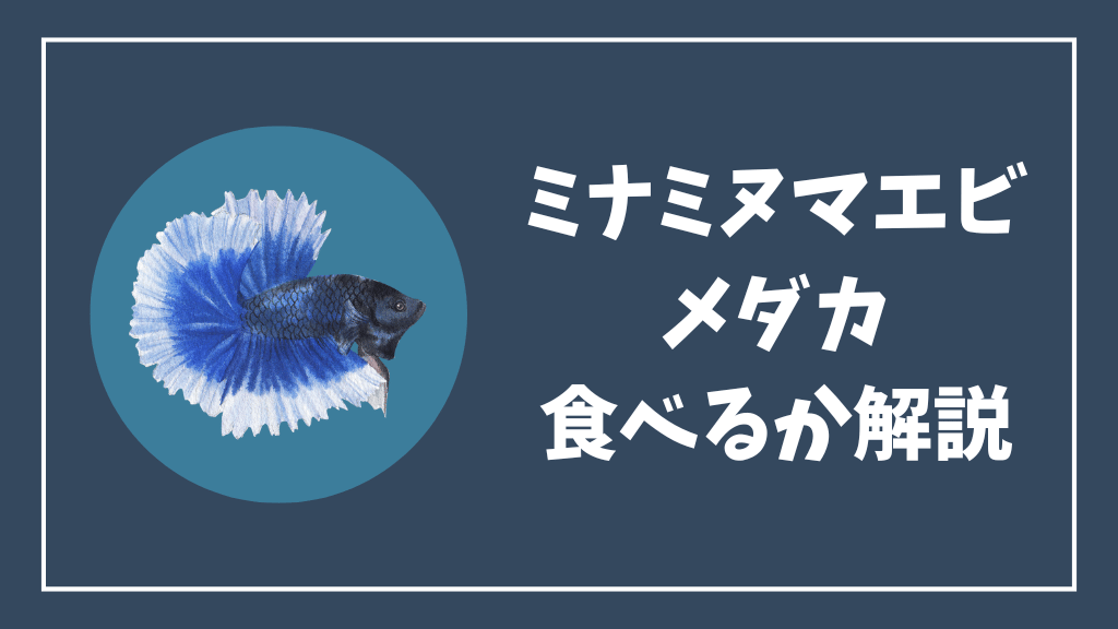 ミナミヌマエビがメダカを食べるかどうか解説