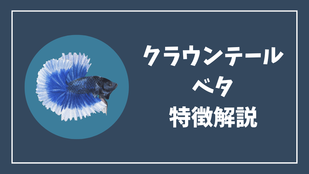 クラウンテールベタの特徴