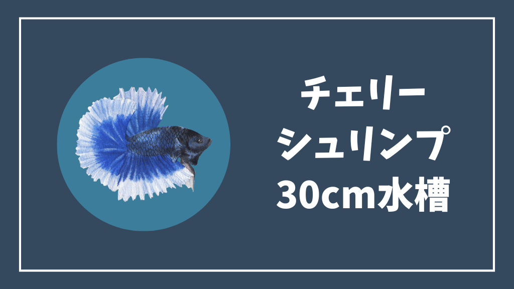 チェリーシュリンプの30cm水槽