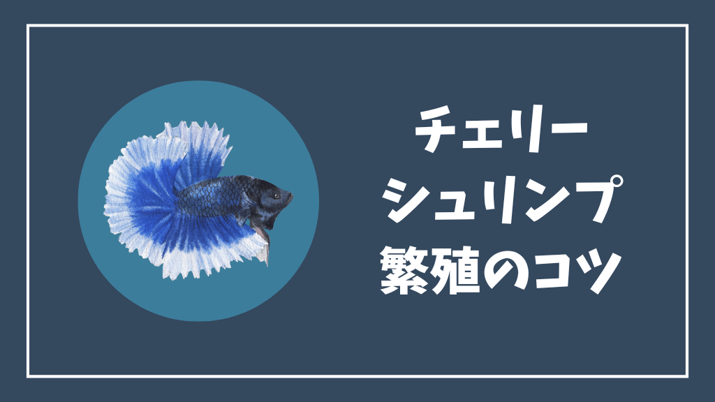 チェリーシュリンプの繫殖のコツ